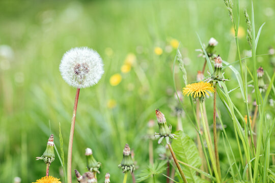 spring nature background with blooming white fluffy wild dandelion on a green meadow