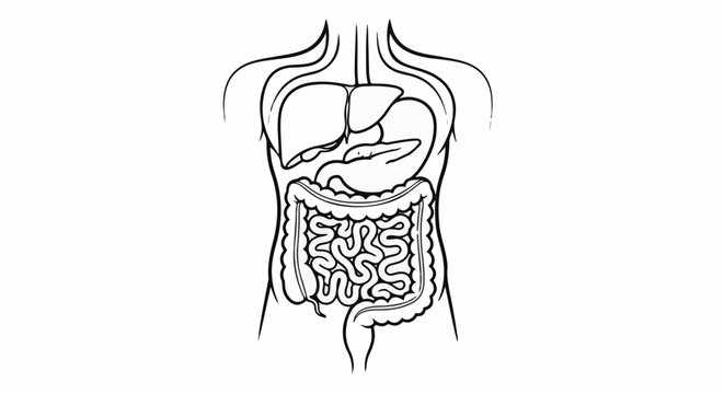 Line art of human torso showing internal digestive system and liver