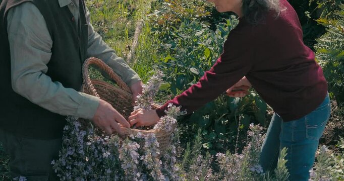 an elderly couple thyme flowers in the garden on a spring day