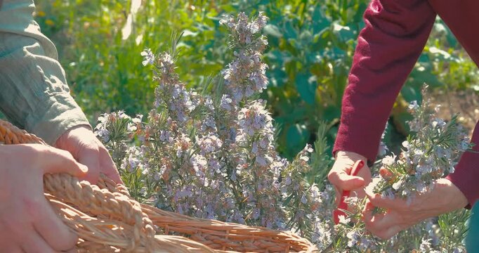 an elderly couple thyme flowers in the garden on a spring day