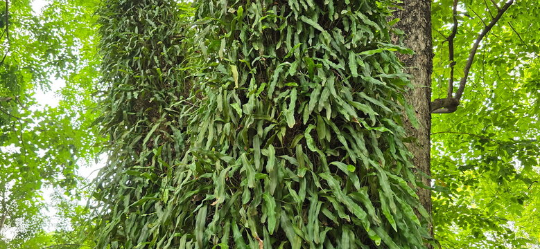 Epiphytic fern that grows on large trees. Pyrrosia lanceolata (Lanceleaf Tongue Fern): This is an epiphytic fern with small, lance-shaped leaves, long creeping rhizome, has brown spores on underside 
