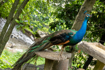 Fototapeta premium Peacock standing on stone platform in natural green park environment