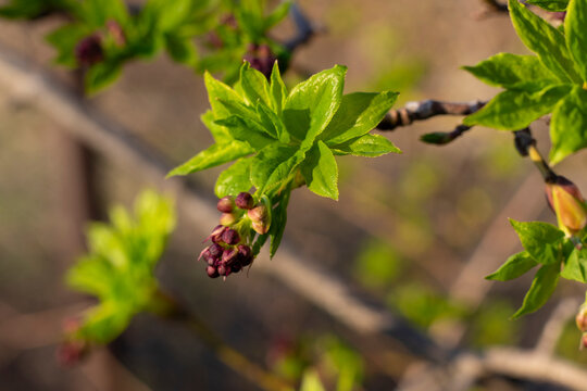 Georgian Jonjoli Bladdernut