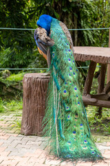 Obraz premium Peacock with long tail feathers resting on wooden structure in park