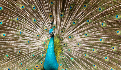 Fototapeta premium Peacock displaying full tail feathers with vibrant colors and eye pattern