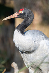 Fototapeta premium The black-necked crane (Grus nigricollis) is a medium-sized crane in Asia that breeds on the Tibetan Plateau and remote parts of India and Bhutan. It is whitish-gray, with a black head, red crown.