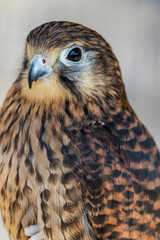 Fototapeta premium Common kestrel (Falco tinnunculus) is a small falcon known for hovering flight, keen eyesight, and hunting insects and small vertebrates across open habitats.
