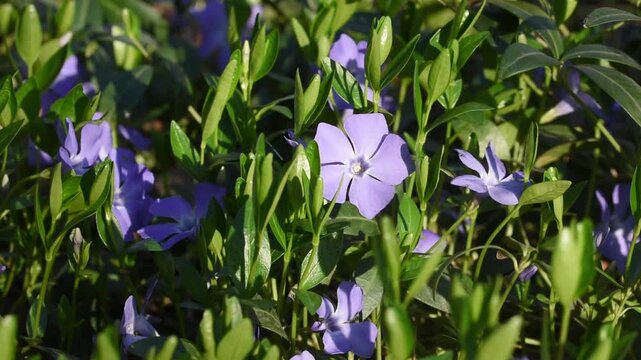 Blooming purple periwinkle in the park. Spring flowers of Ukraine. Close-up.