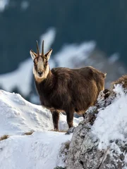 Alpine Chamois Standing on Snowy Rocky Slope in Winter Mountain Landscape © szaboerwin