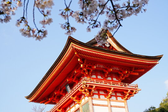 Niomon Gate at Kiyomizu-dera Temple with Full Bloom Cherry Blossoms, Spring in Kyoto, Japan - 日本 京都 清水寺 仁王門と満開の桜 日本の春の風景 伝統的な赤い門