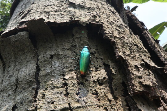 a beetle with metallic coloration on a trunk of a kapok tree in a rural area in Java, Indonesia, with a glossy exoskeleton, Chrysochroa fulminans is the type species of jewel beetle