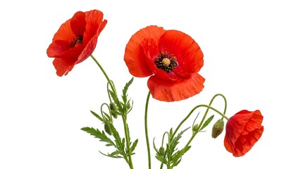 Naklejka premium Three vibrant red common poppy flowers Papaver rhoeas with green stems and unopened buds isolated on a solid white background, featuring detailed petals and central black stamens.