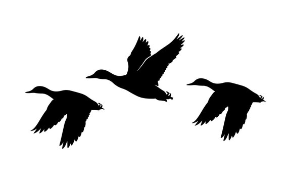 Silhouette of three flying ducks in sky