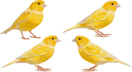 Fototapeta premium Yellow Canary Bird Set Featuring Different Poses and Plumage for Nature and Wildlife Illustrations