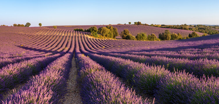 Blooming lavender field on the Valensole Plateau in Provence, France. Panoramic summer landscape with rolling hills in Alpes-de-Haute-Provence