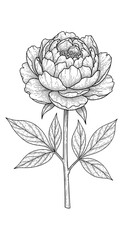 Obraz premium Fine line peony flower template with delicate leaves and blooming branches.