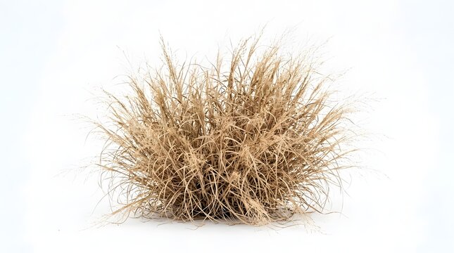 Isolated clump of dried ornamental grass with beige straw-colored blades and feathery seed heads on a white background, showcasing detailed texture of a withered perennial tuft.