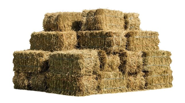 Stacked rectangular hay bales for livestock feed and agricultural use, isolated on a white background. Compacted dry straw and forage tied with blue twine in a large pile.