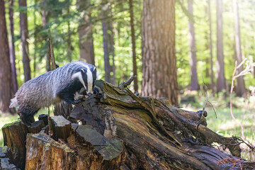 European badger is standing on an old tree stump. in forest. Horizontally.  © frank11