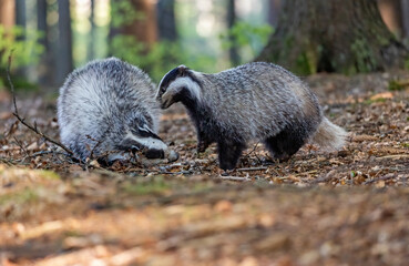 Two cute European badgers are playing in the forest. Horizontally.  © frank11