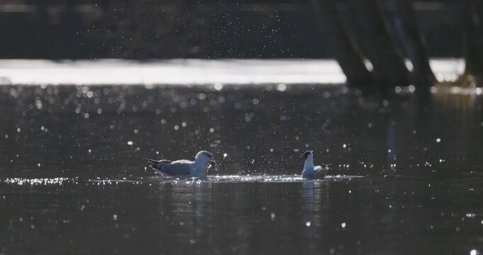 Panning slow motion shot of a juvenile herring gull catching a fish and defending its prey from a rival while flying over a pond
