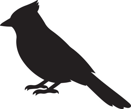 vector illustration of a blue jay