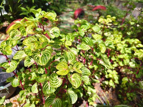 Iresine herbstii it is an ornamental plant species in the family amaranthaceae