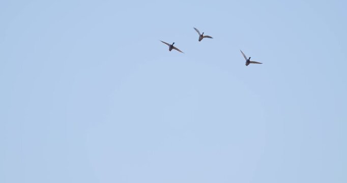 Slow motion shot of mallard ducks flying through the clear blue sky