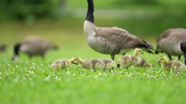 Tiny Canada goose goslings interacting in grass and spring flowers