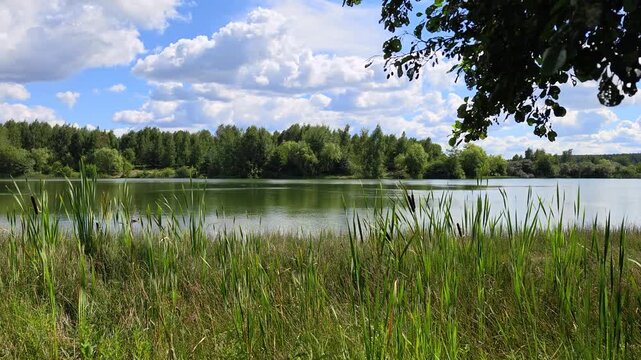Alder, willow, birch and pine trees grow on the grassy shores of the lake There are ripples on the water and a reflection of the blue sky with clouds Ducks are swimming. Reeds grow in the water. Sunny