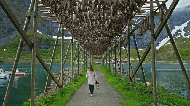 Tourist with a camera walking beneath stockfish drying racks in Lofoten, Norway. Historic fish drying method with wooden structures and scenic fjord backdrop.
