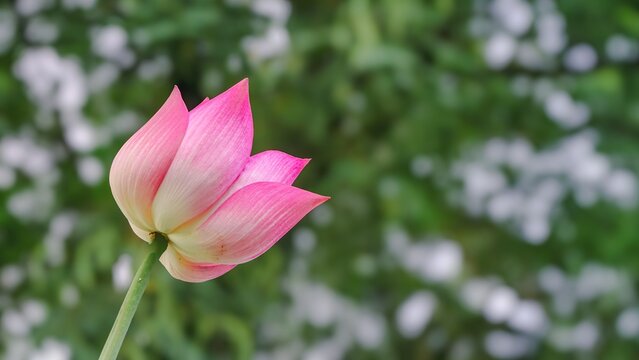 Elegant pink lotus flower bud blooming against green bokeh background.