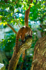 Fototapeta premium Coati Coatimundi Climbing Tree Branch Tropical Jungle Wildlife Mexico Vertical