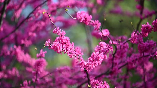 Spring Eastern Redbud Trees with Bees and Pollen in Bloom in Washington DC