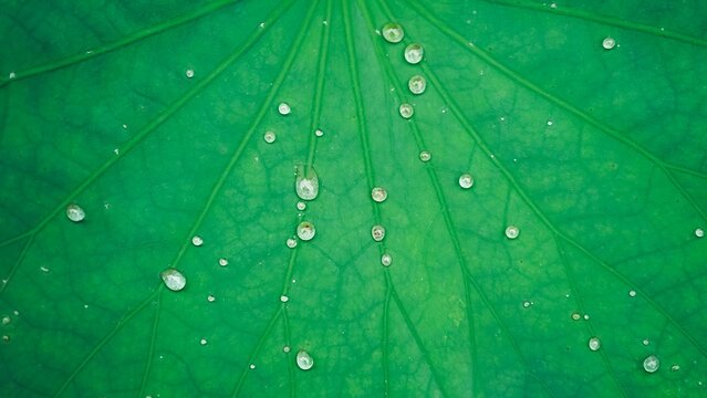 Water droplets on a taro leaf. Close-up