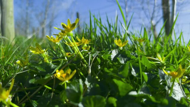 Buttercups in sunlight macro prores