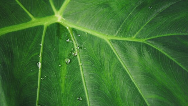 Water droplets on a taro leaf. Close-up
