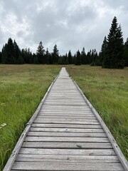 Fototapeta premium way to the forest