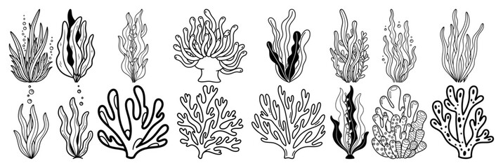 Seaweed and coral reef plants collection in black and white doodle style © Camel