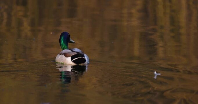 Mallard drake eats algae from the surface of a lake at sunset, slow motion