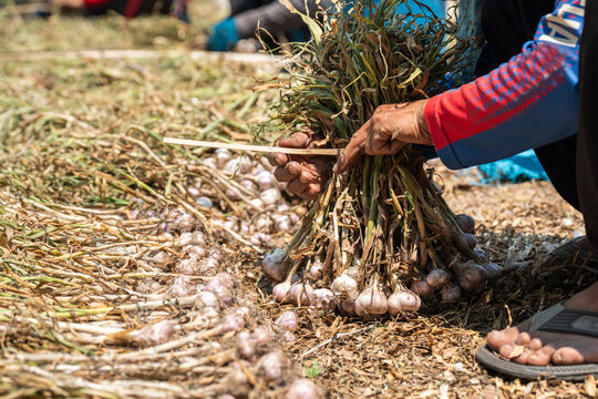 Growing organic food and harvesting, local farm workers at field gathering garlic, farmers collecting plant bulbs in sheaves for drying, traditional way to preserve food at farm in Northern Thailand.