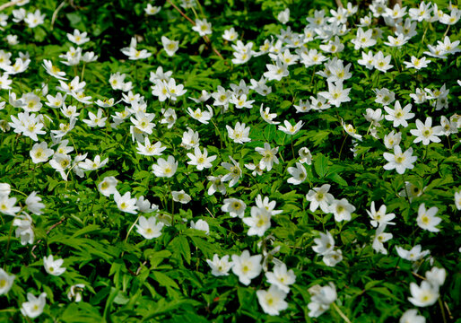 Zawilec gajowy (Anemone nemorosa), białe kwiaty, wood anemone, windflower, smell fox, Ranunculaceae, white flowers