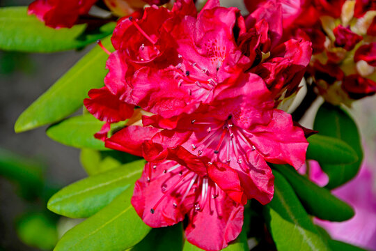 czerwony r&oacute;żanecznik, rododendron, (Rhododendron), red rhododendron flower