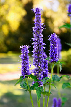 fioletowy kłosowiec Agastache, giant hyssops, hummingbird mints