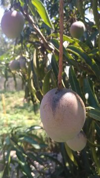 Ripe Mangoes Hanging on Tree in Tropical Garden, Fresh Organic Fruit	