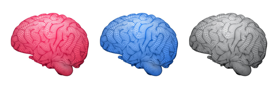 Vector illustration of human brain 3d wireframe isolated on white background and related to anatomy and medicine, neurology and biology