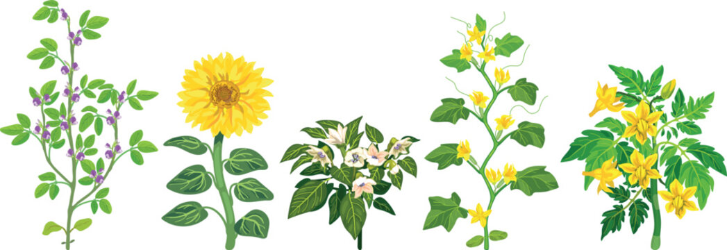 Blooming garden plants set: flowering soybean, sunflower, pepper, cucumber, and tomato bushes isolated on white