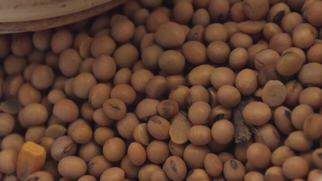Close up soybeans