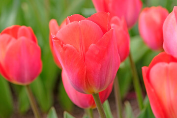 Fototapeta premium Red tulipa, tulip ‘Orange van Eijk’ in flower.