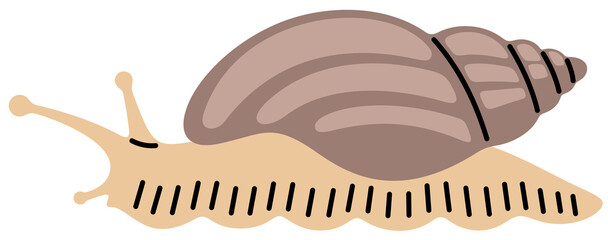 Snail, garden snail and achatina. Gastropod, mollusk, animal, nature and wildlife, illustration © artsterdam